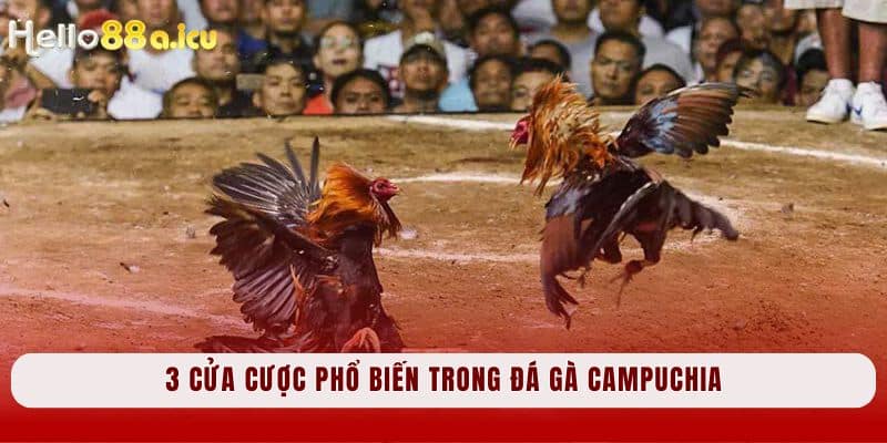 3 cửa cược phổ biến trong đá gà campuchia