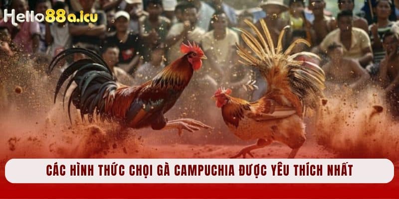 Các hình thức chọi gà Campuchia được yêu thích nhất