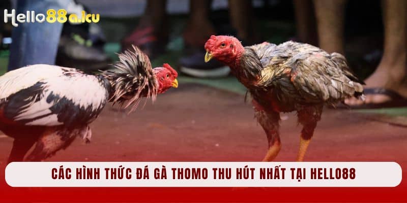 Các hình thức Đá Gà Thomo thu hút nhất tại Hello88