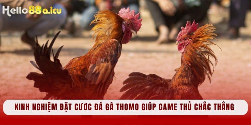 Kinh nghiệm đặt cươc Đá gà Thomo giúp game thủ chắc thắng 