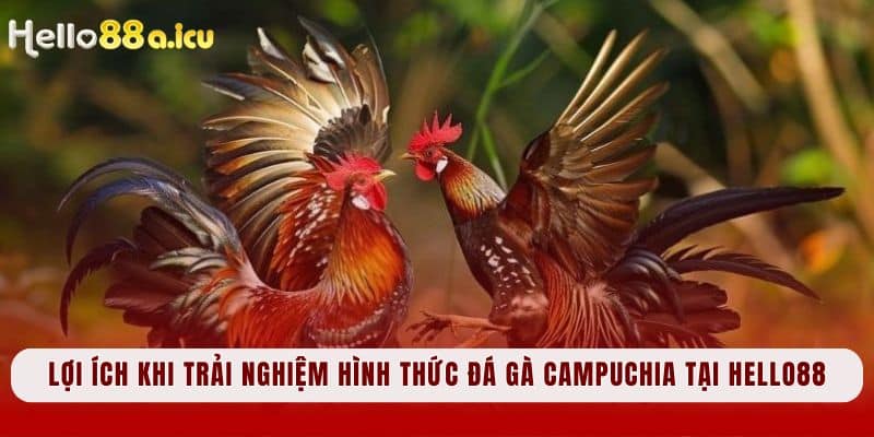 Lợi ích khi trải nghiệm hình thức Đá gà Campuchia tại Hello88